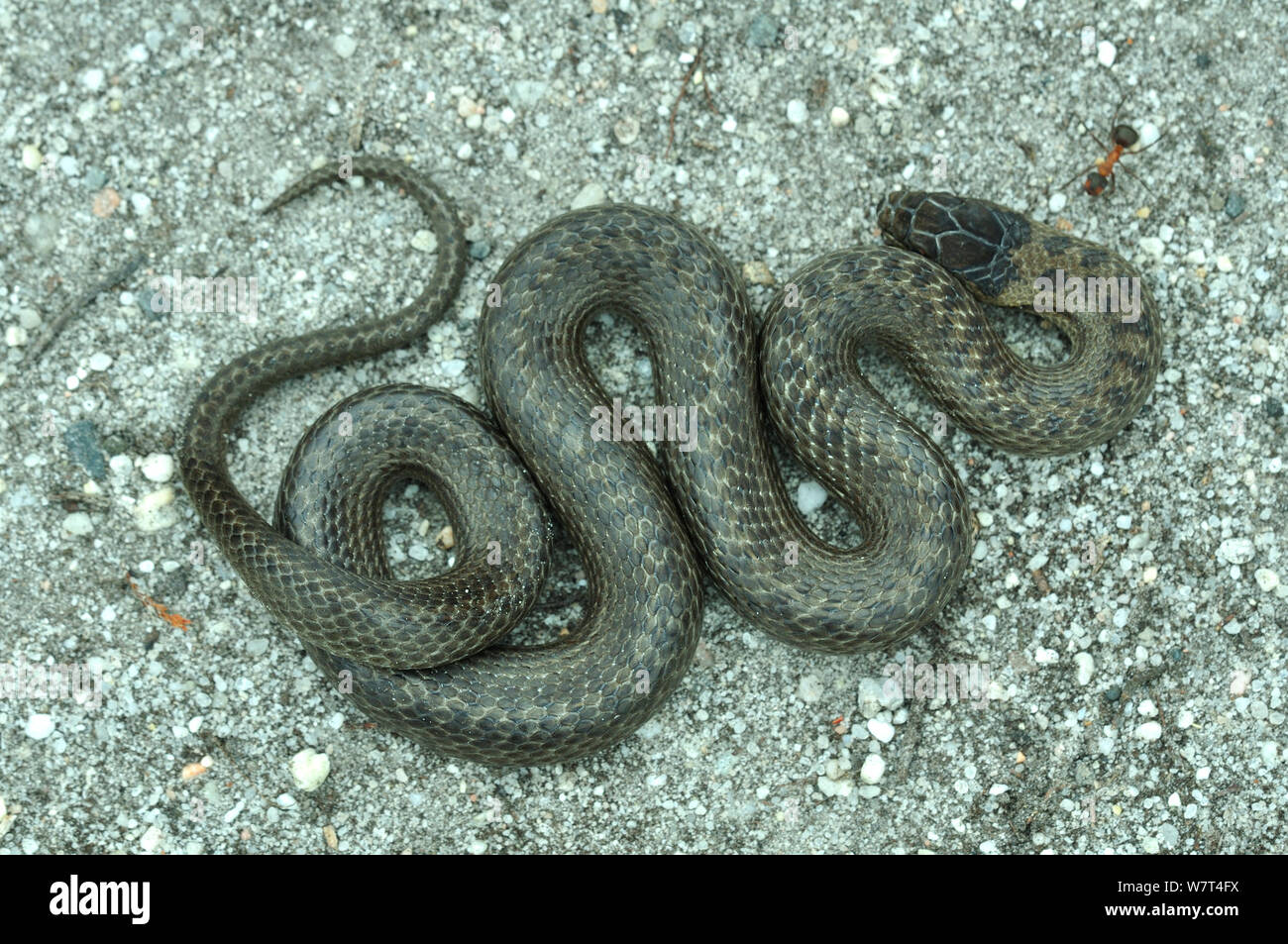 Glatte Schlange (Coronella austriaca) bei Arne RSPB Reserve unter der Wärter Handhabung und Fotografie, Lizenz, Dorset, UK fotografiert. Juli Stockfoto