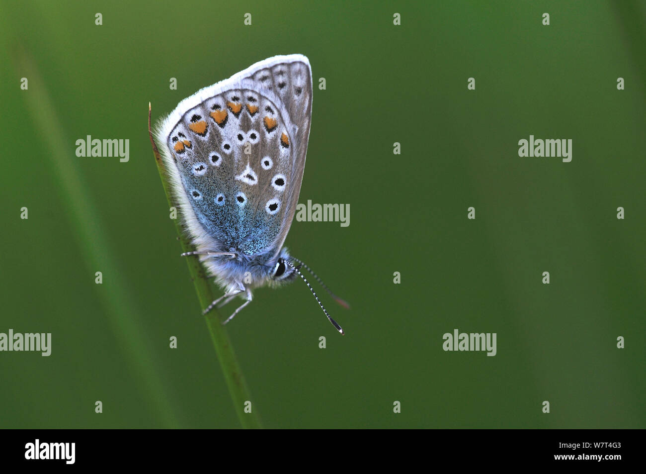Gemeinsame blauer Schmetterling (Polyommatus icarus) Dorset, Großbritannien. Mai Stockfoto