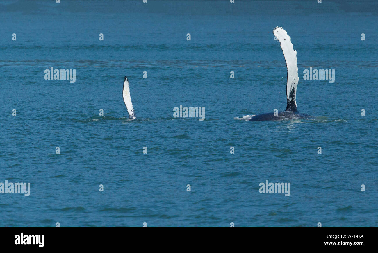 Mutter und Kalb Buckelwal (Megaptera novaeangliae) Beide zeigen eine Pektorale Flipper, wie sie auf Ihren Seiten in die Inside Passage in Alaska, Juli schwimmen. Stockfoto
