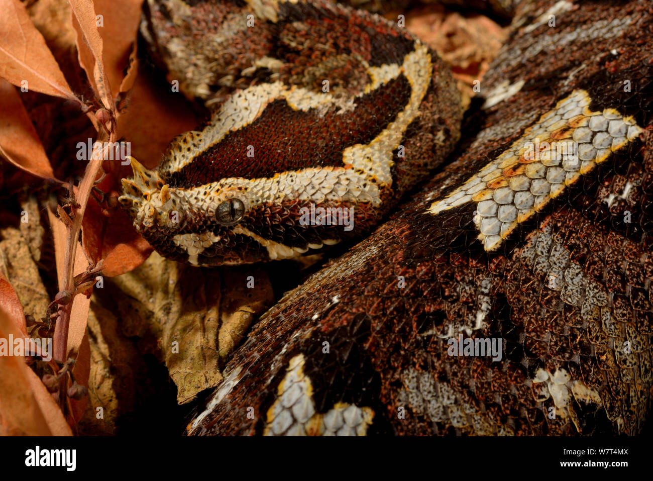 Rhinoceros Viper (Bitis nasicornis), aus Zentralafrika, Captive, Juli. Stockfoto