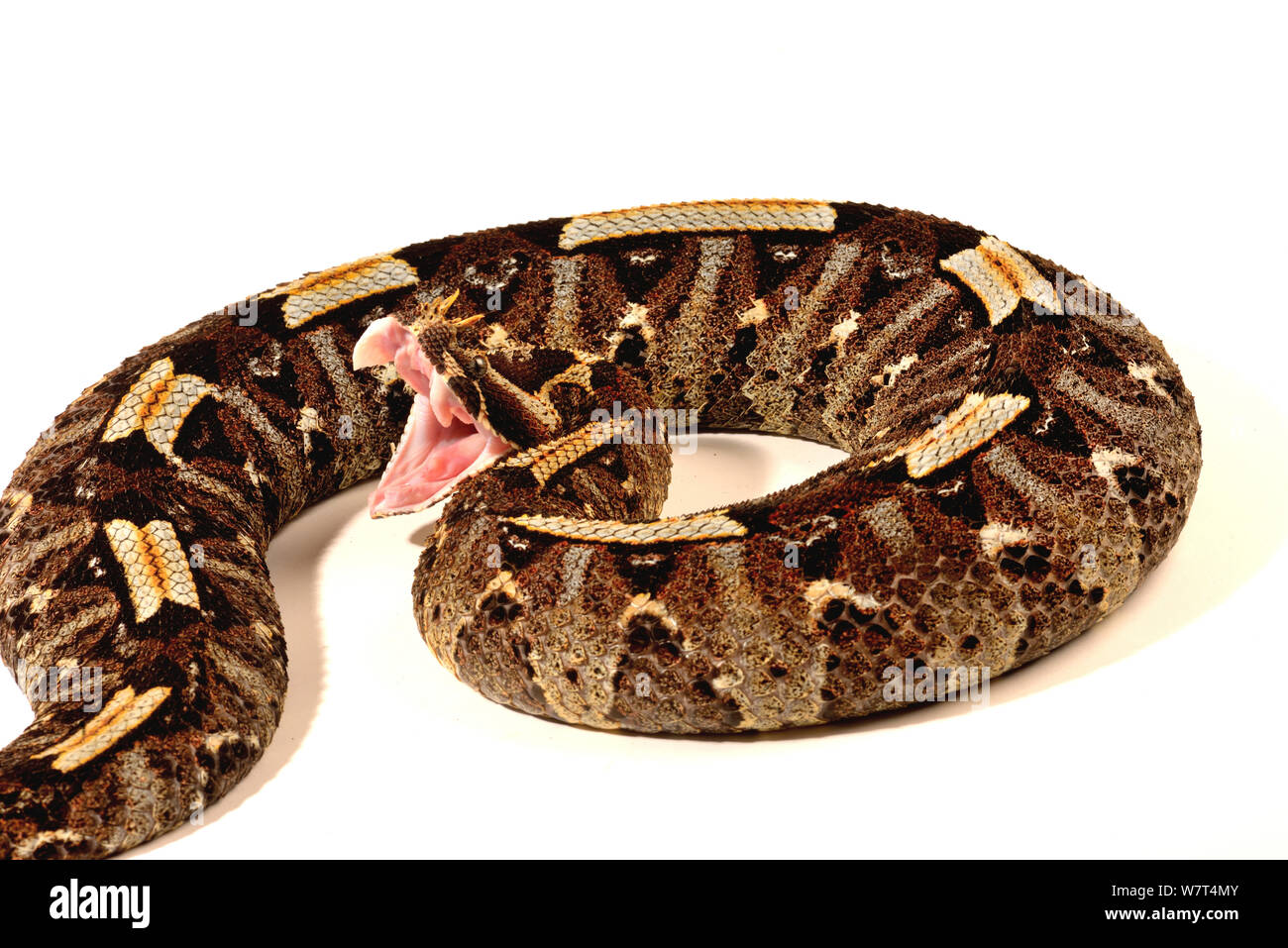 Rhinoceros Viper (Bitis nasicornis), aus Zentralafrika, Captive, Juli. Stockfoto