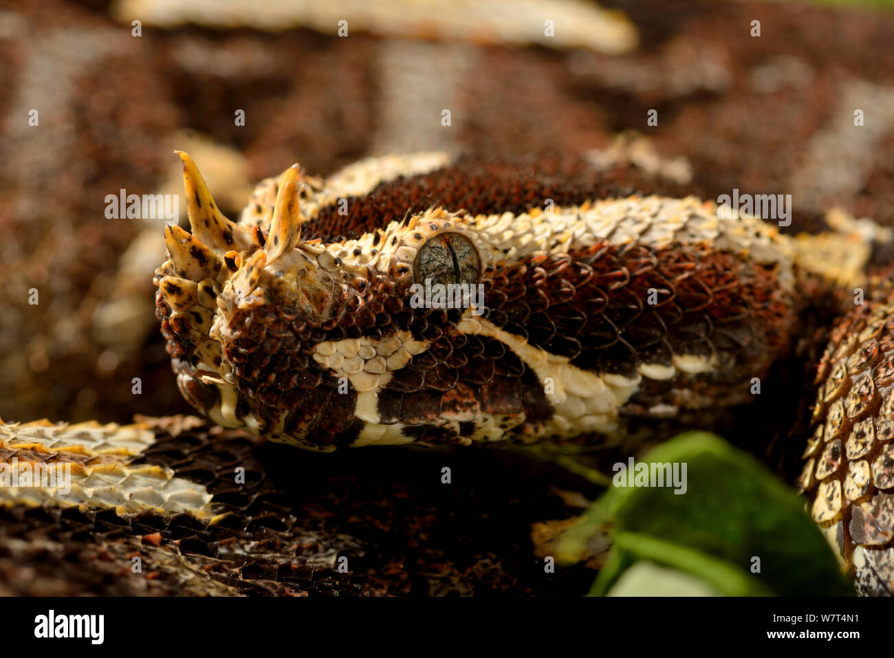 Rhinoceros Viper (Bitis nasicornis), aus Zentralafrika, Captive, Juli. Stockfoto
