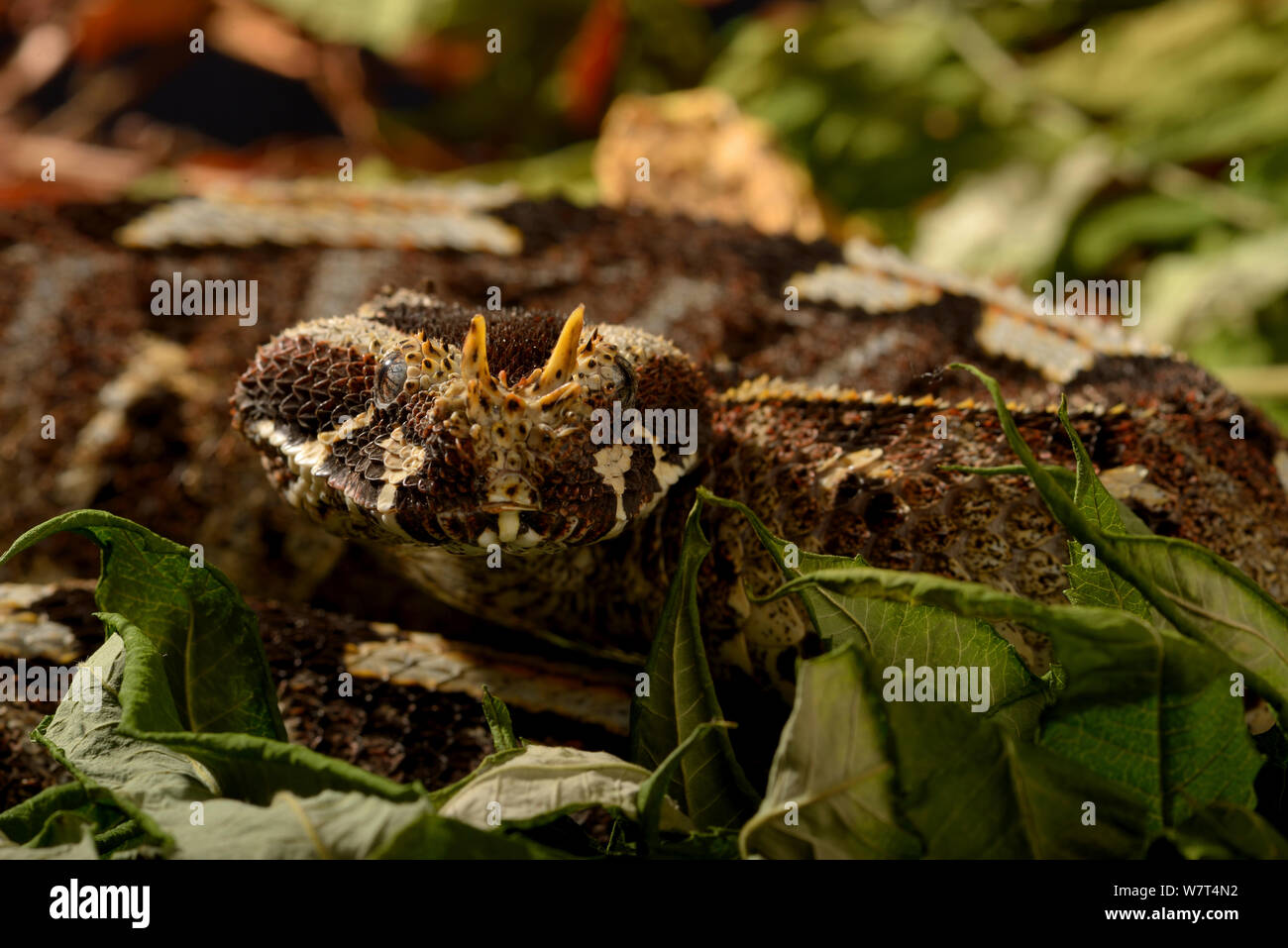 Rhinoceros Viper (Bitis nasicornis), aus Zentralafrika, Captive, Juli. Stockfoto