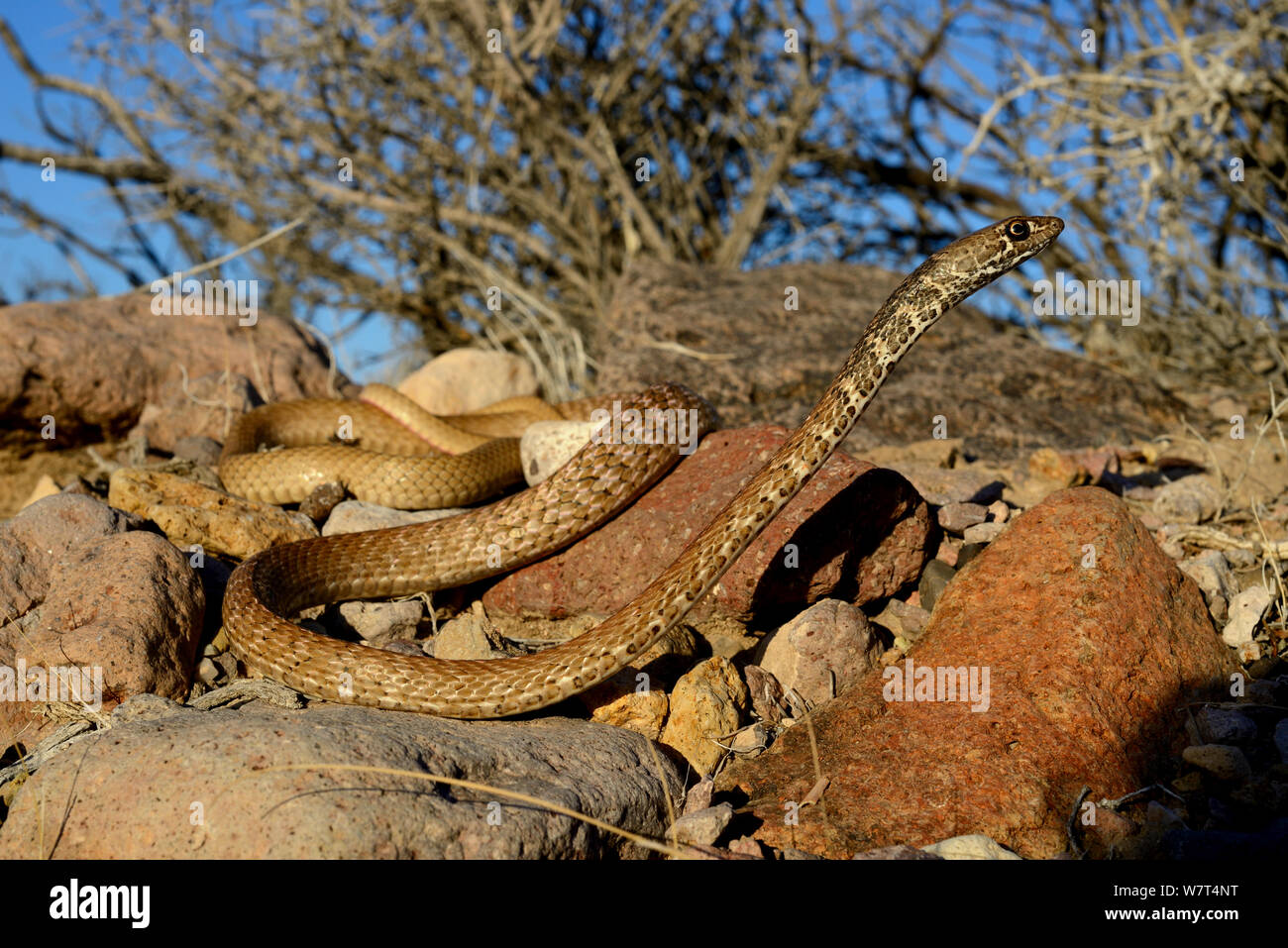 Rot oder Rot Racer (coachwip Masticophis flagellum Piceus), Amargosa Desert, Nevada, Mai. Stockfoto