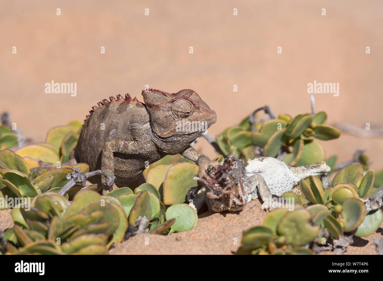 Namaqua Chamäleon (Chamaeleo namaquensis) mit bleibt der rivalisierenden Männchen im Kampf getötet, Wüste Namib, Namibia, Afrika (Mai) Stockfoto