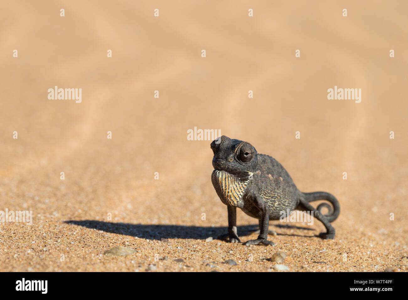 Namaqua Chamäleon (Chamaeleo Namaquensis), Namib-Wüste, Namibia, April Stockfoto