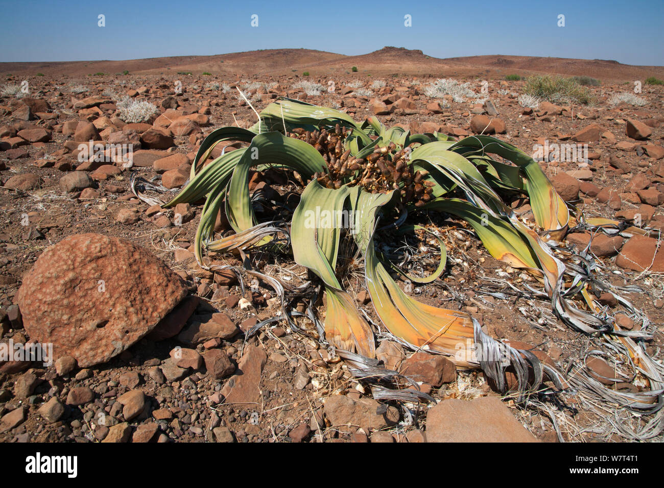 Weibliche Welwitschia Pflanzen (Welwitschia Mirabilis) Kunene Region, Namibia, Afrika, kann Stockfoto