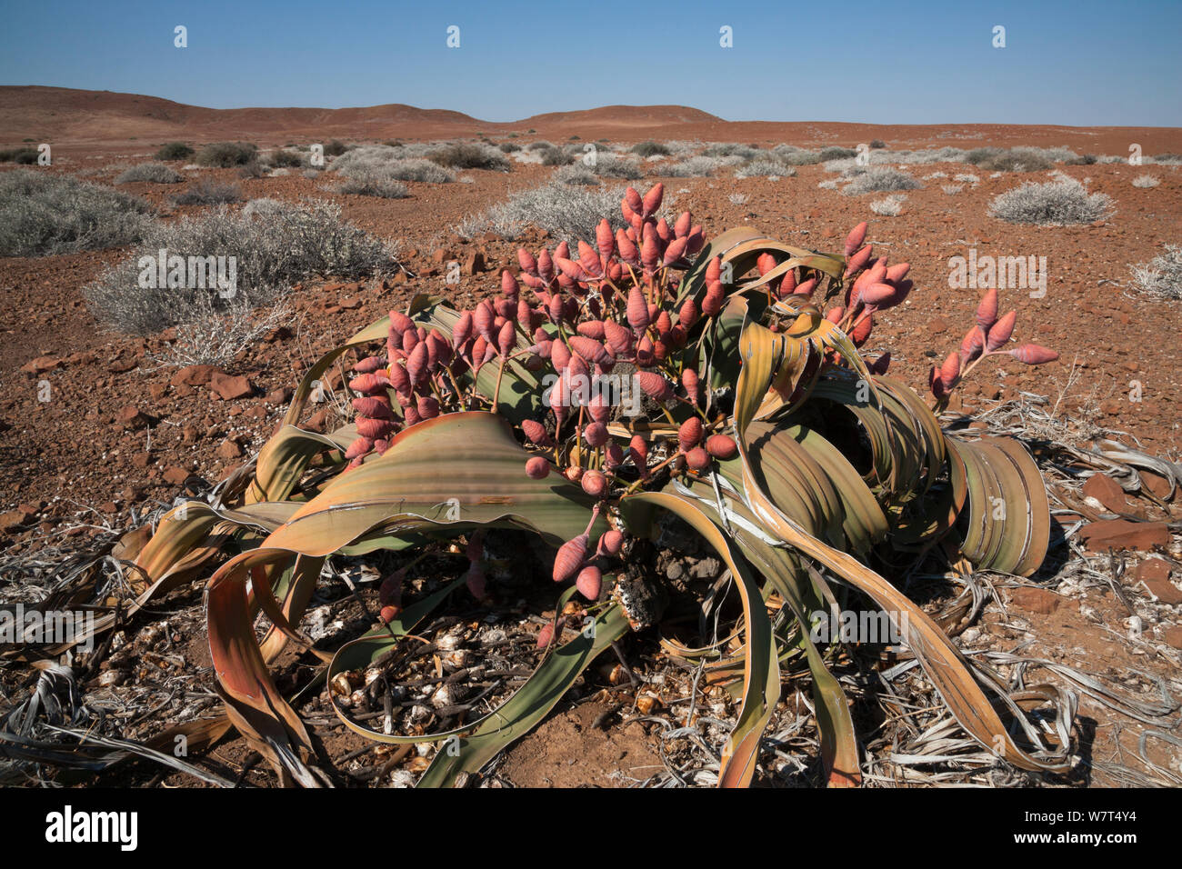 Weibliche Welwitschia Pflanzen (Welwitschia Mirabilis), die Kegel in Blume, Kunene Region, Namibia, Afrika, kann Stockfoto