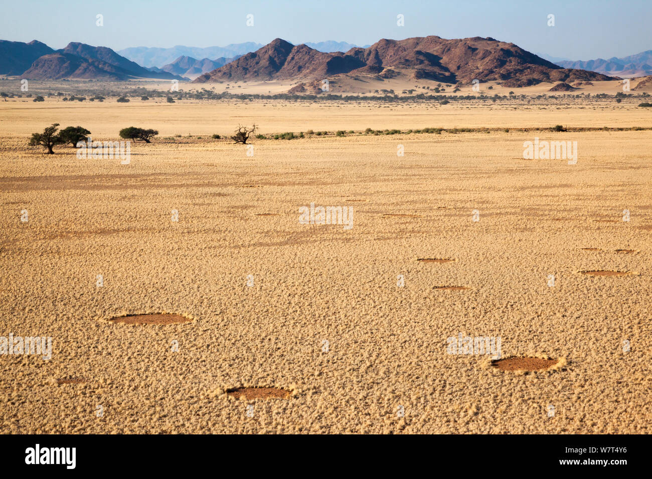 &#39; Hexenringe&#39; ggf. durch Afrikanische sand Termiten (Psammotermes allocerus) Wüste Namib, Namibia, Verursacht Stockfoto