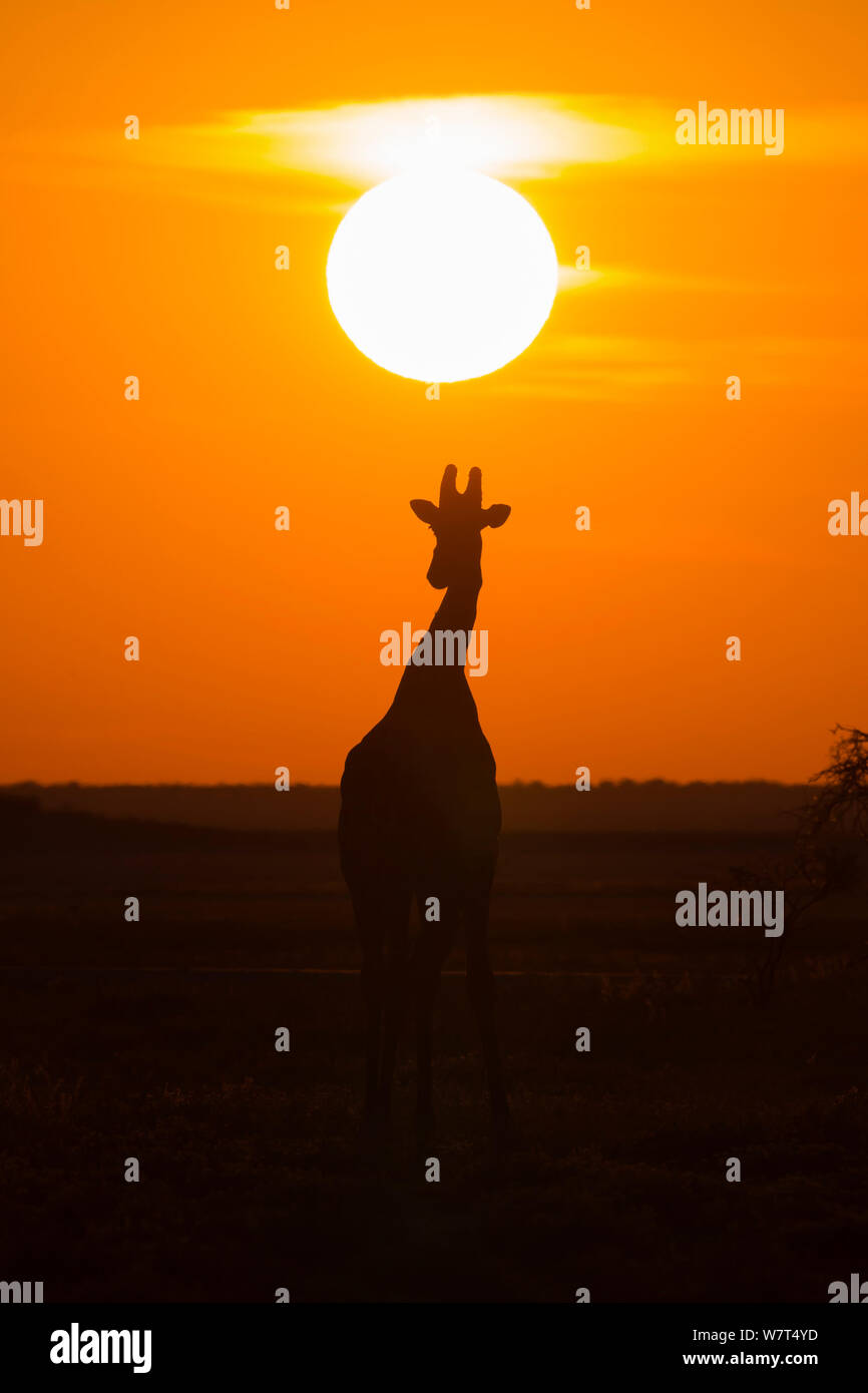 Angolanischen Giraffe (Giraffa Camelopardalis angolensis) gegen Sonnenuntergang Silhouette, Etosha National Park, Namibia, Juni 7/8 Stockfoto