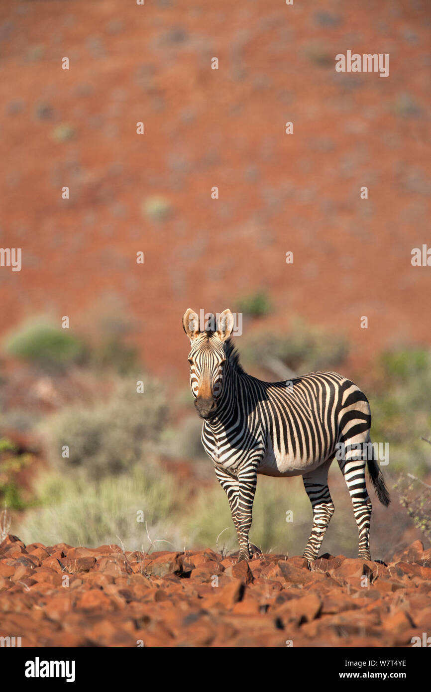 Hartmann &#39;s Mountain Zebra (Equus zebra hartmannae), Kunene Region, Namibia, Afrika, kann Stockfoto