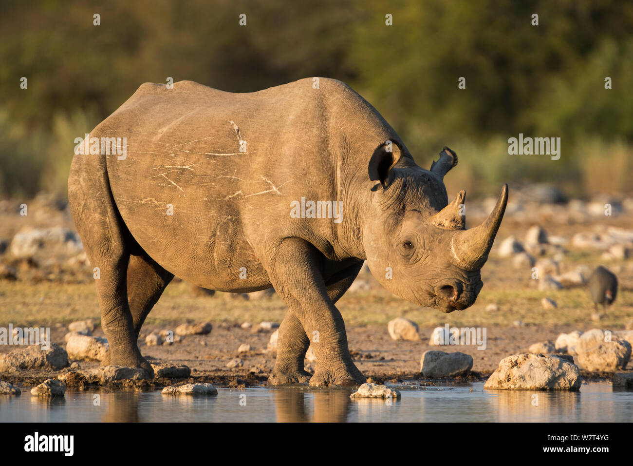 Spitzmaulnashorn (Diceros bicornis), Etosha National Park, Namibia, Mai Stockfoto