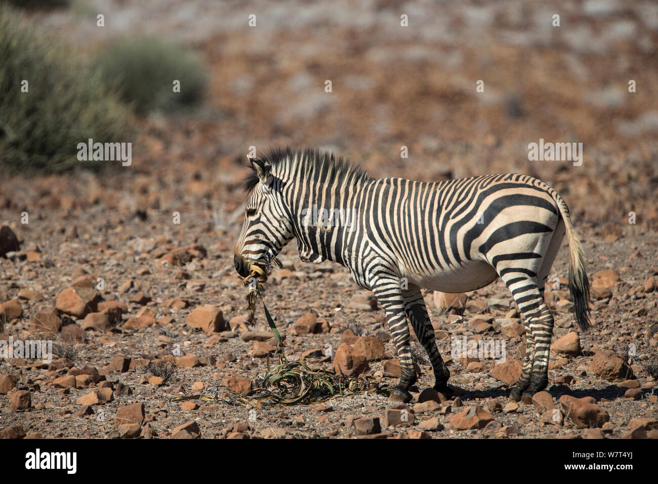 Hartmann &#39;s Mountain Zebra (Equus zebra hartmannae), Fütterung auf Welwitschia mirabilis, Kunene Region, Namibia, Afrika, kann Stockfoto