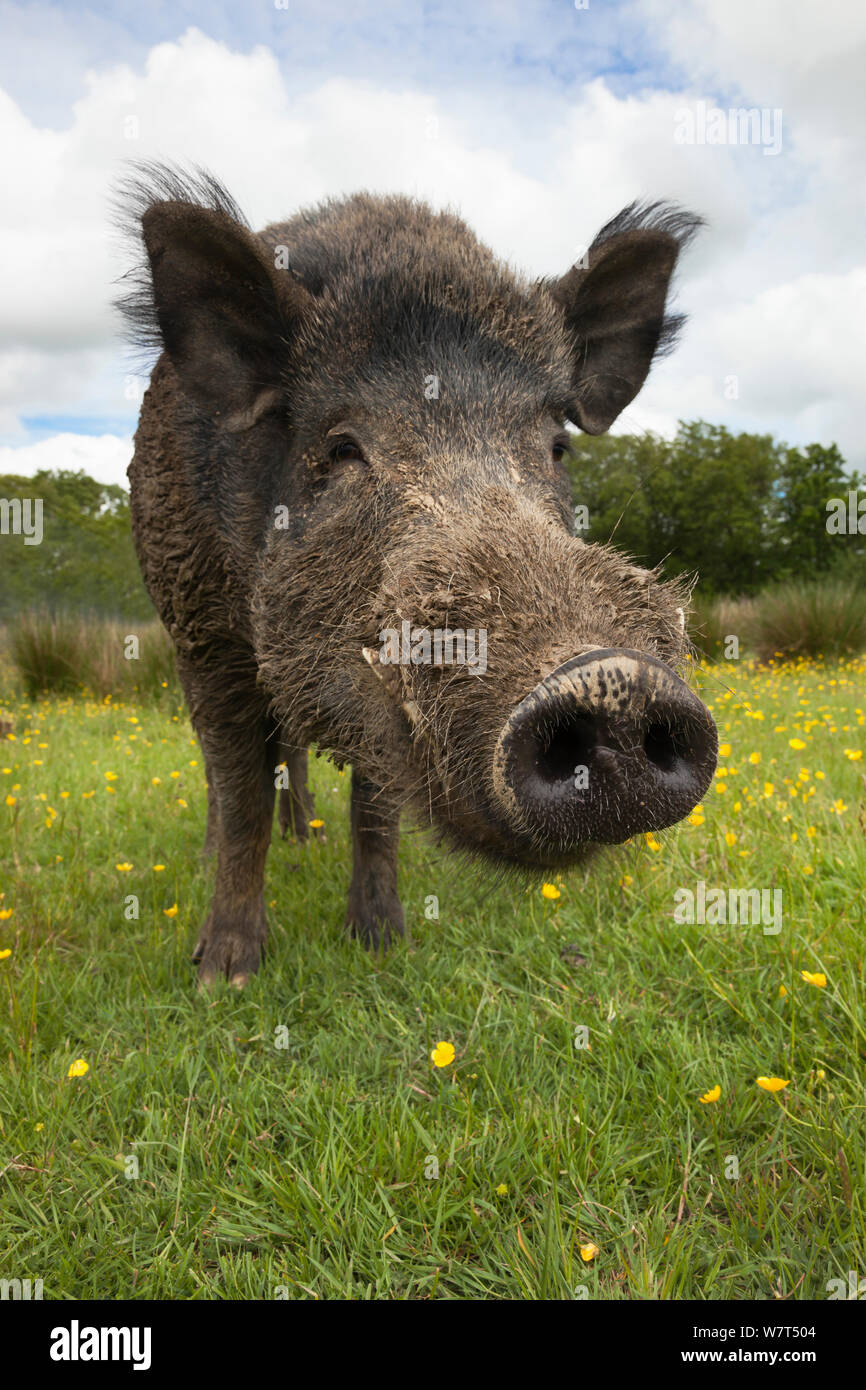Wildschwein (Sus scrofa), Captive, UK, Juni Stockfoto