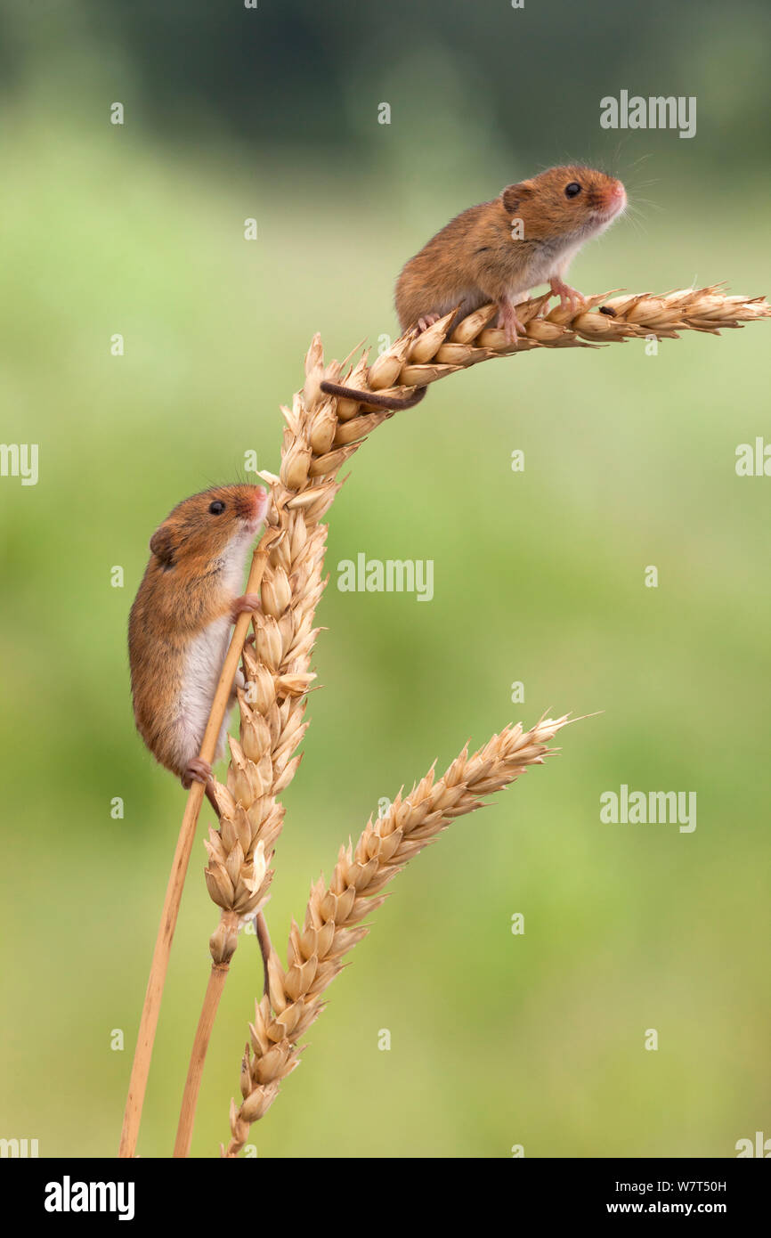 Mäuse (Micromys Minutus), Ernte in Gefangenschaft, UK, Juni Stockfoto