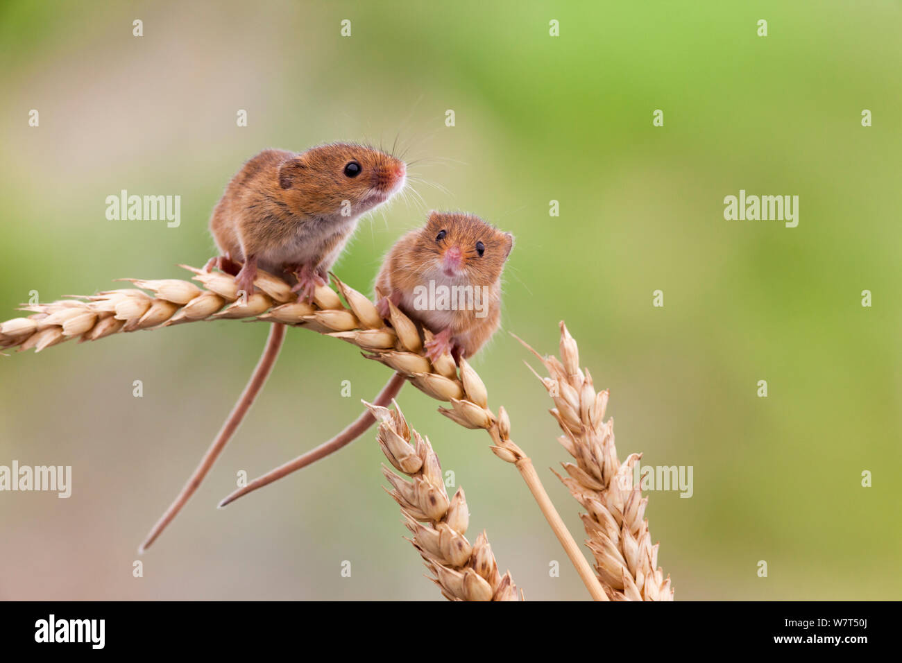 Mäuse (Micromys Minutus), Ernte in Gefangenschaft, UK, Juni Stockfoto