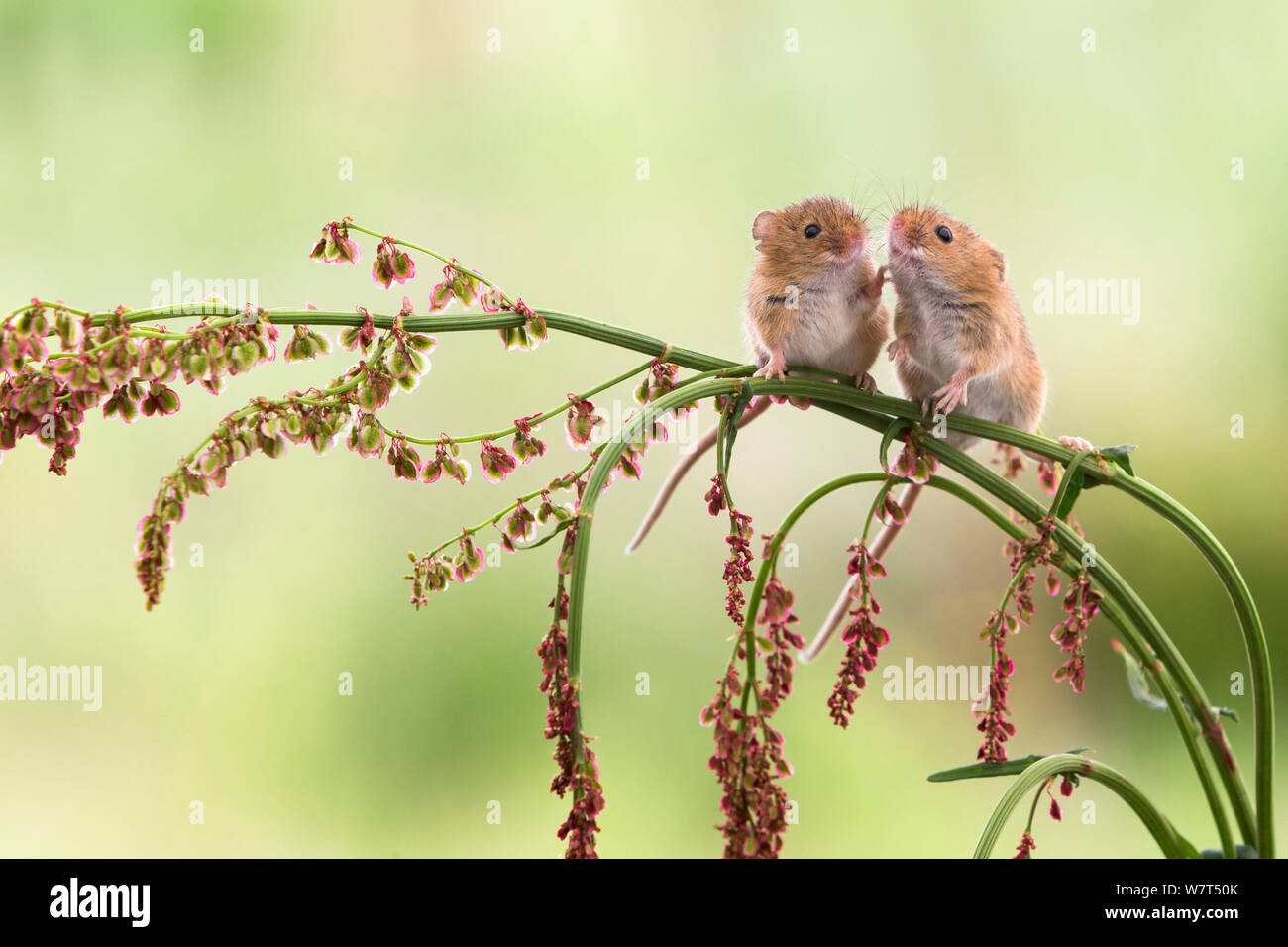 Ernte Mäuse (Micromys Minutus), Captive, UK, Juni 7/8 Stockfoto