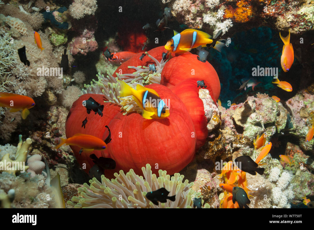 Rotes Meer anemonenfischen (Amphiprion bicinctus) mit herrlichen Anemone (Heteractis manifica) Ägypten, Rotes Meer. Stockfoto