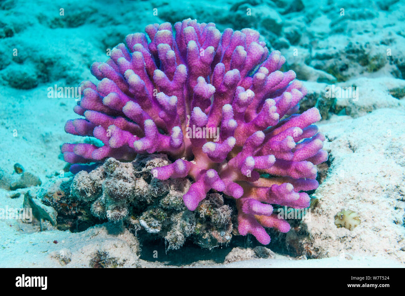 Coral (Stylophora subseriata) Ägypten, Rotes Meer. Stockfoto