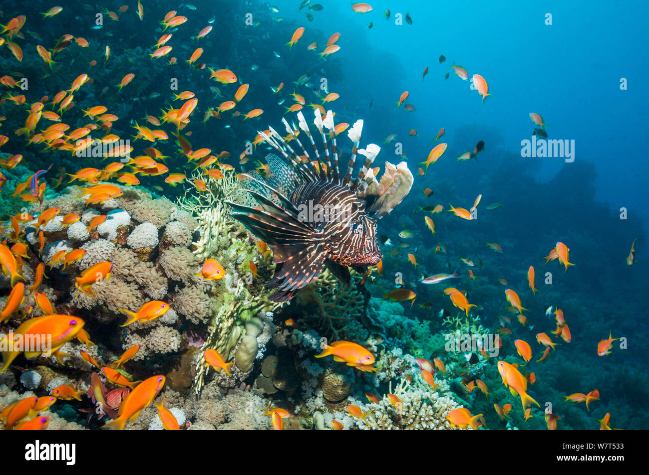 Common lionfish / Teufel firefish (Pterois miles) von Lyretail anthias/Goldies (Pseudanthias squamipinnis) Ägypten, Rotes Meer. Endemische Arten. Stockfoto