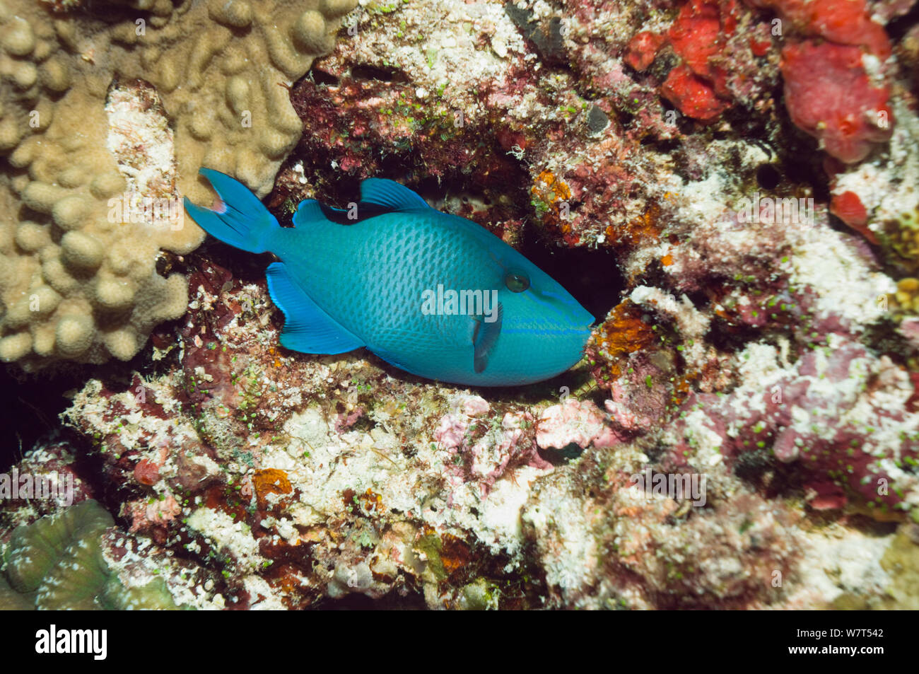 Redtooth triggerfish (Odonus niger) Malediven. Stockfoto