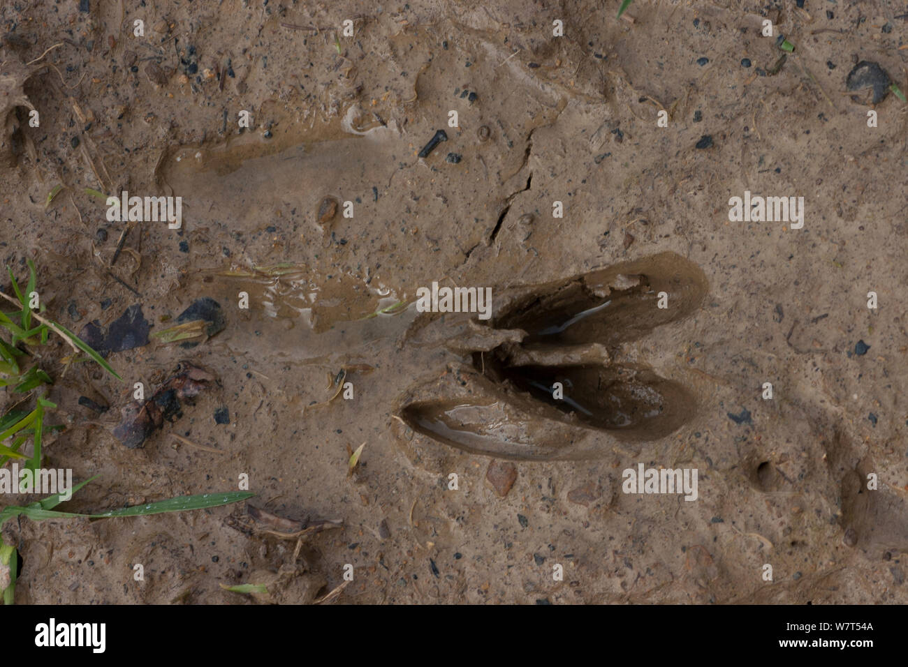 Reh (Capreolus capreolus) Footprints, Frankreich, Februar. Stockfoto