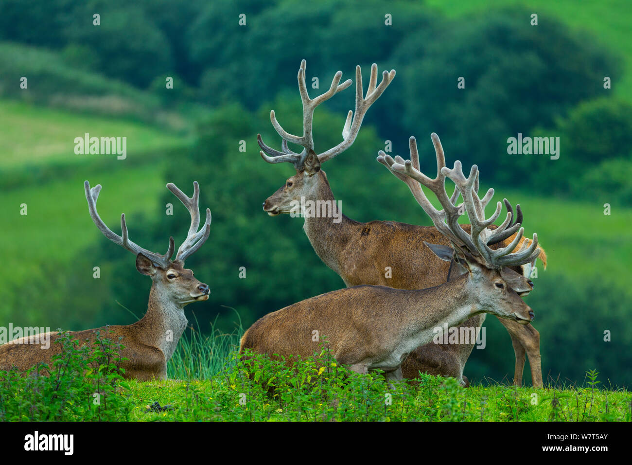 Red Deer (Cervus elaphus) Hirsche in Samt, Captive, Parque de la Naturaleza de Cabárceno Park, Kantabrien, Spanien, Juli. Stockfoto