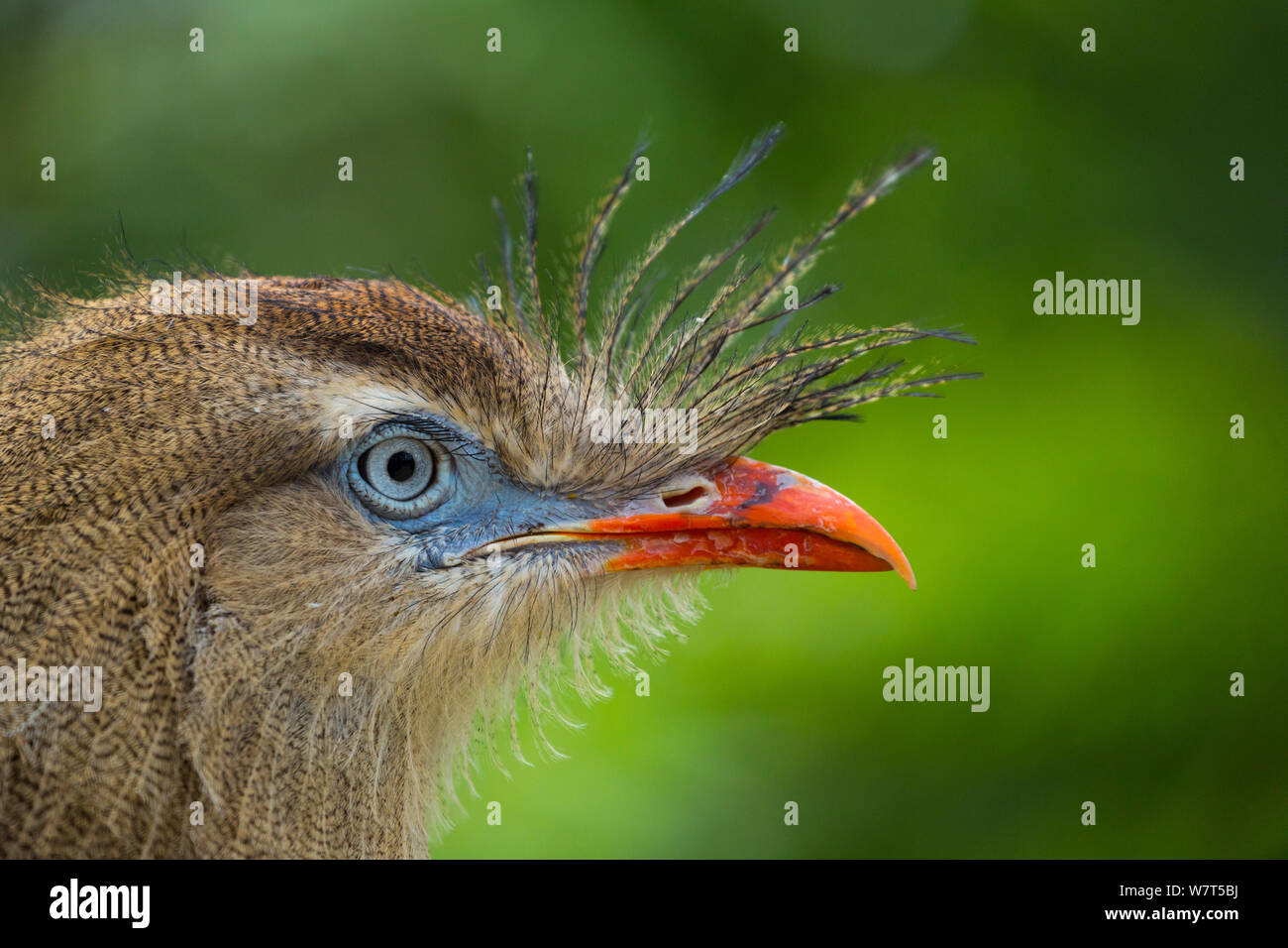 Red-legged Seriema (Cariama cristata) Porträt, Captive, Apenheul Park, Niederlande. Stockfoto