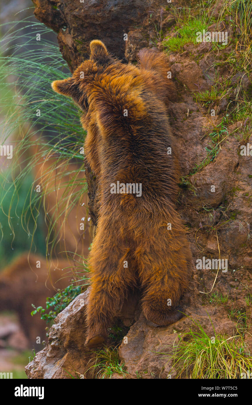 Europäische Braunbär (Ursus arctos) Klettern, Captive, Parque de la Naturaleza de Cabárceno Park, Kantabrien, Spanien, Juni. Stockfoto