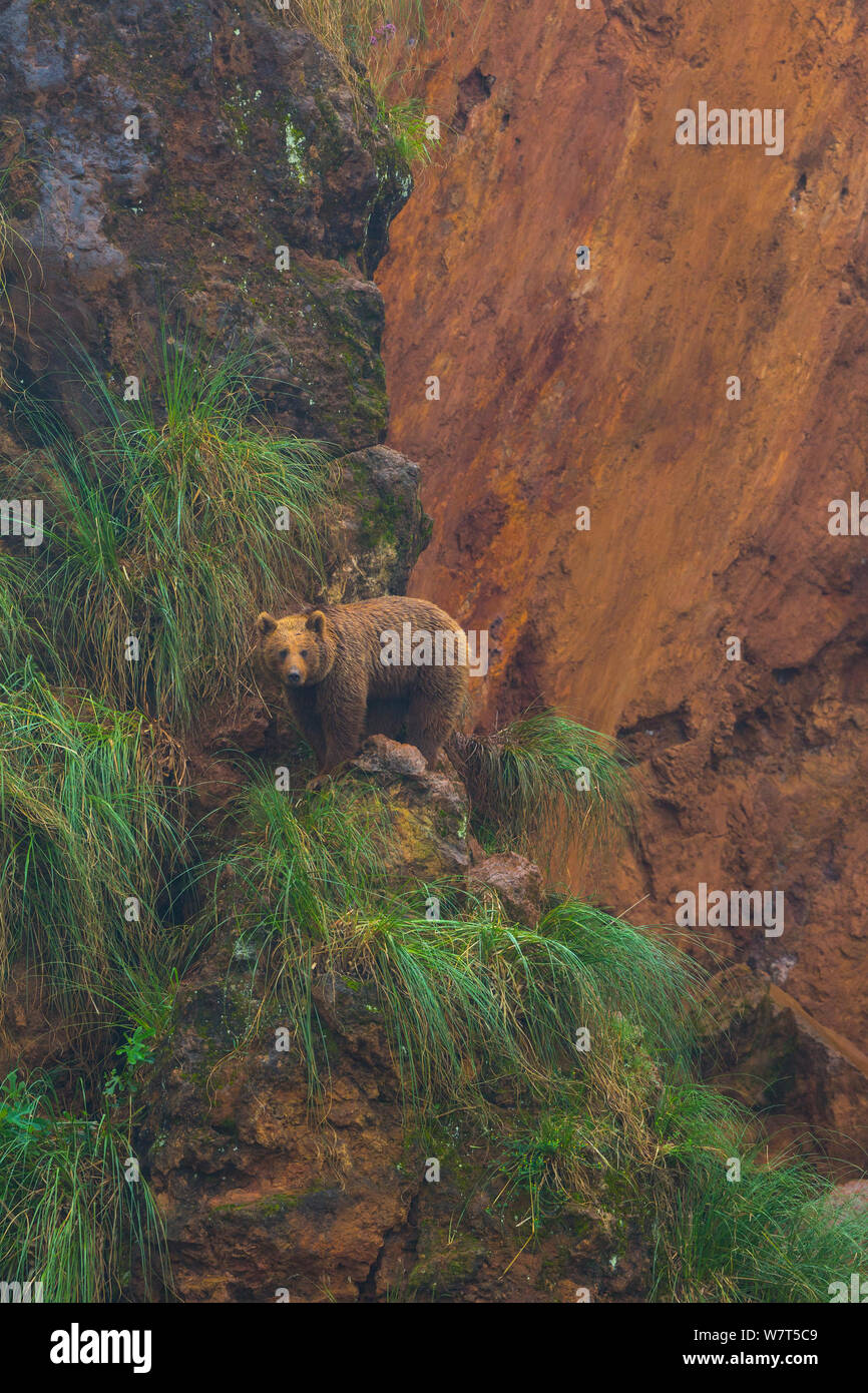 Europäische Braunbär (Ursus arctos) in den felsigen Lebensraum, Captive, Parque de la Naturaleza de Cabárceno Park, Kantabrien, Spanien, Juni. Stockfoto