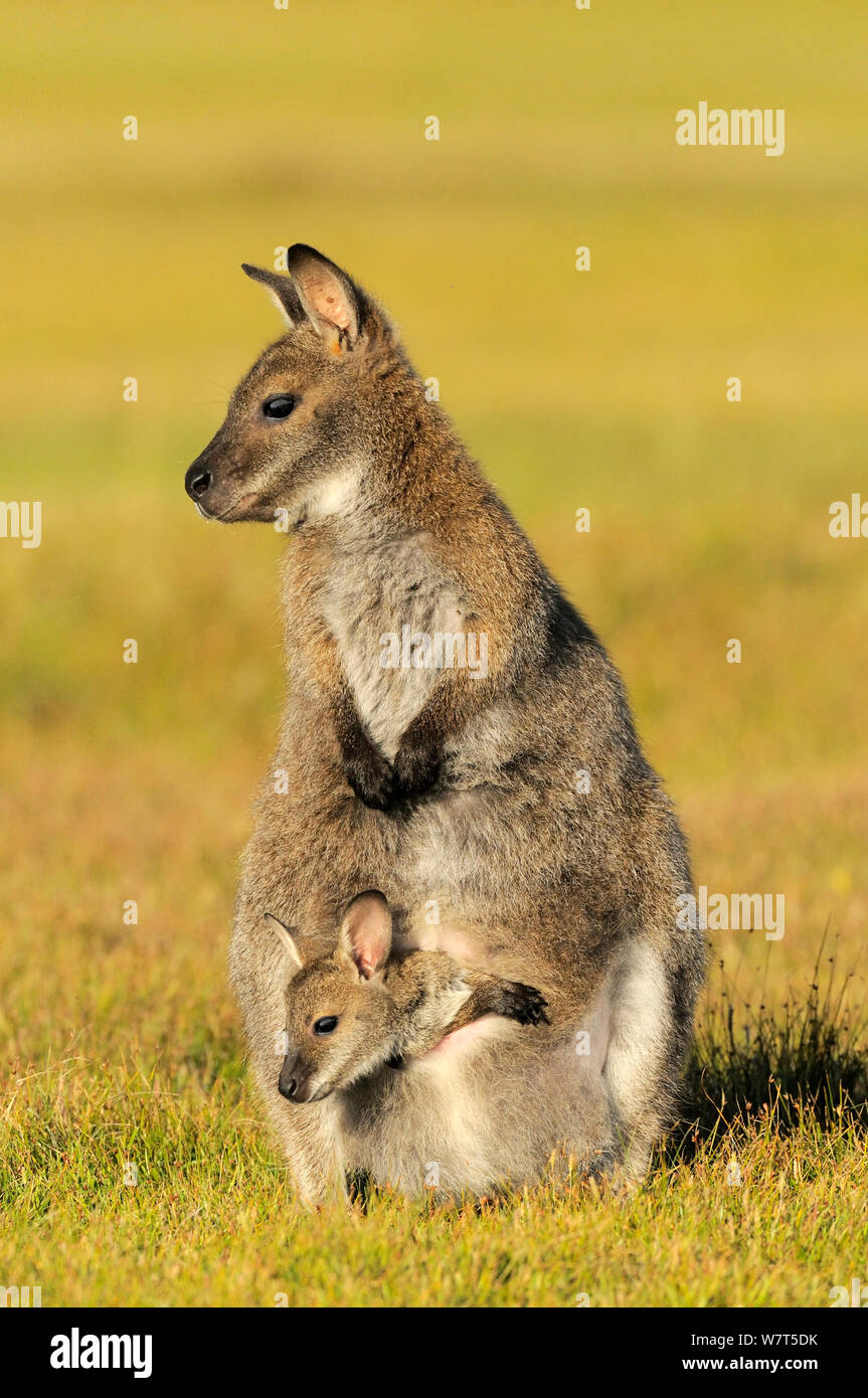 Bennetts Wallaby (Macropus rufogriseus) Weibliche mit Joey im Beutel, Tasmanien, Australien. Stockfoto