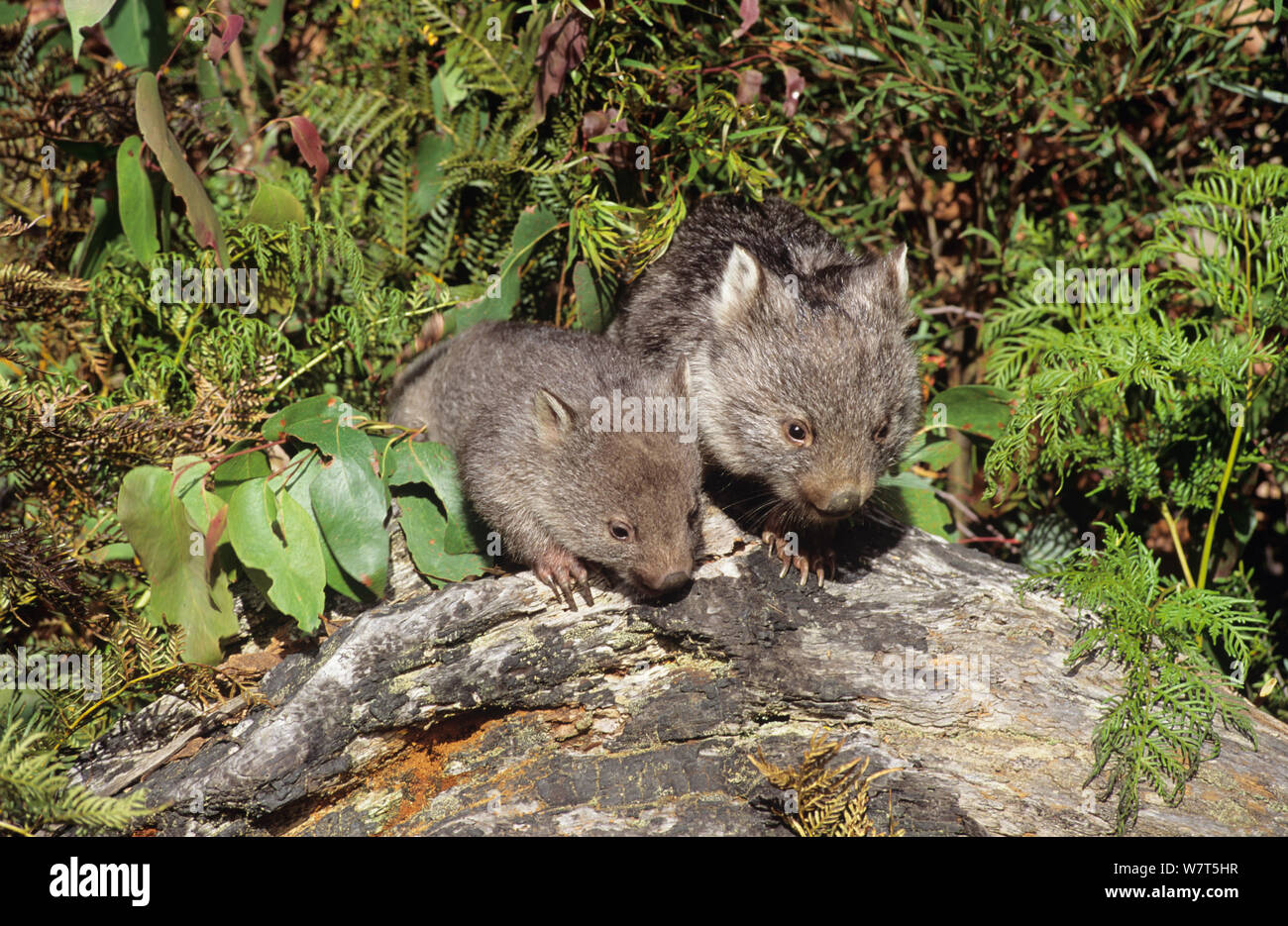 Zwei Jungen gemeinsamen Wombats (Vombatus ursinus) Tasmanien Stockfoto