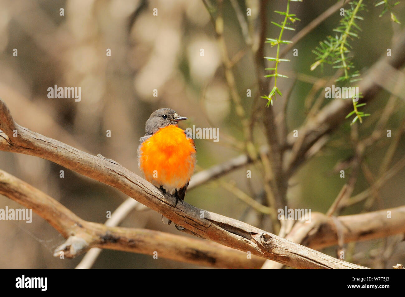 Flamme Robin (Petroica phoenicea) Tasmanien, Australien Stockfoto