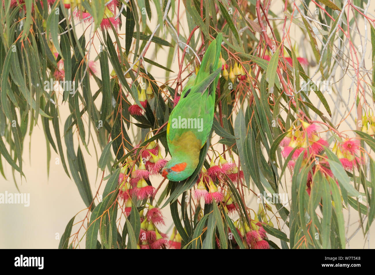 Musk Lorikeet (Glossopsitta sp.) Ernährung in Eukalyptus, Tasmanien, Australien. Stockfoto