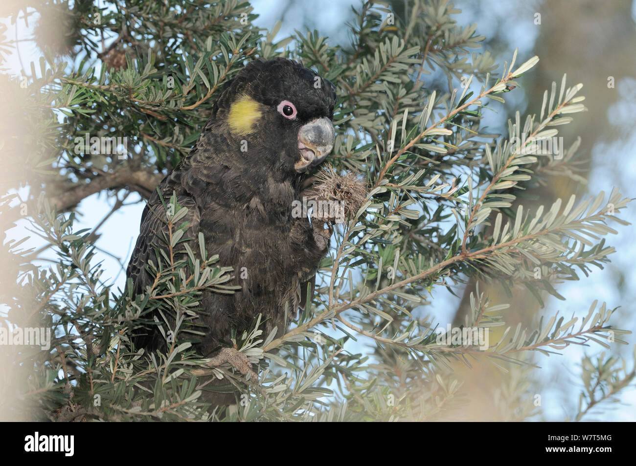 Gelb-tailed Black Cockatoo (Calyptorhynchus funereus) Fütterung auf Banksia Zapfen (Banksia marginata) Tasmanien, Australien. Stockfoto