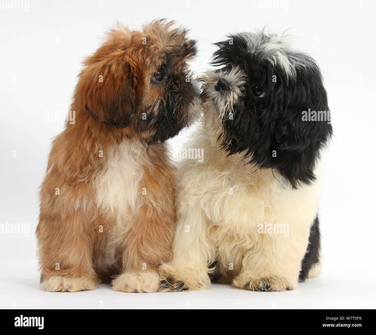 Braun Und Schwarz Weiss Shih Tzu Welpen Stockfotografie Alamy