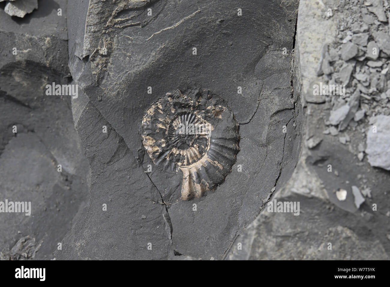 Aegoceras lataecosta Fotos und Bildmaterial in hoher Auflösung Alamy