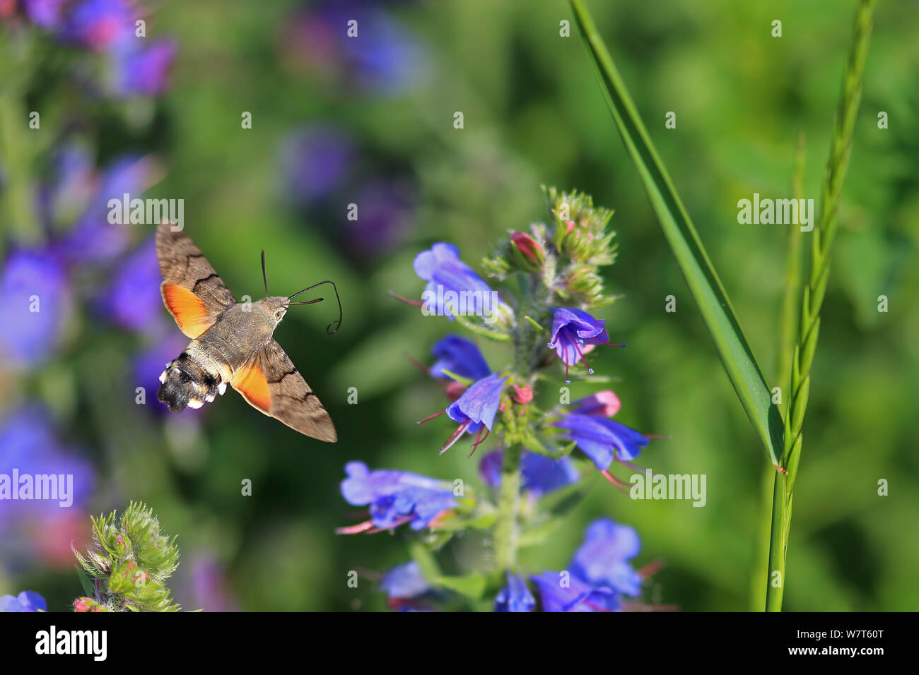 Hummingbird tabakschwärmer (Macroglossum stellatarum) Beschickung von der Viper bugloss (Echium vulgare) im Flug, Schweiz, Juni. Stockfoto