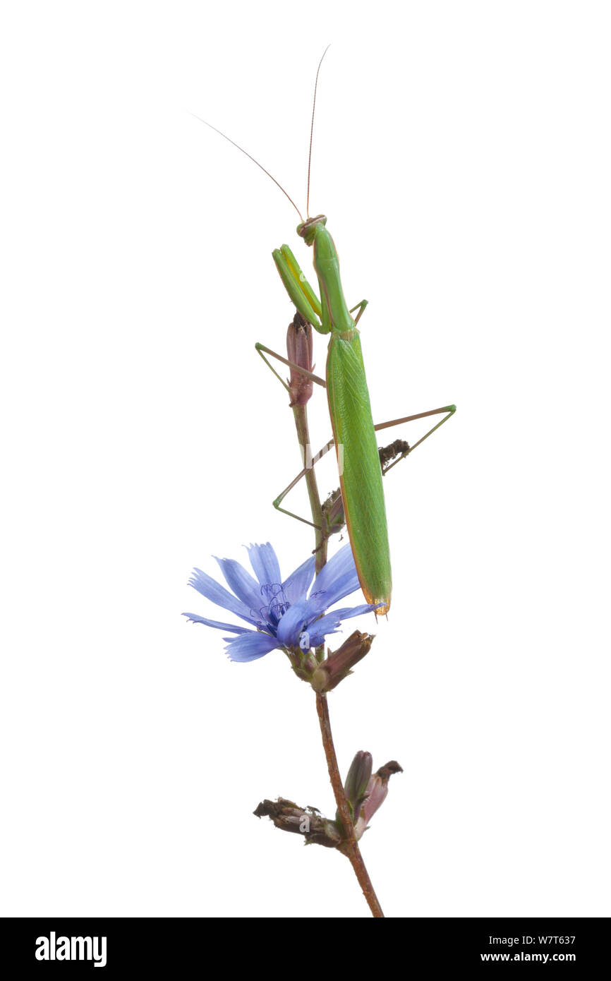 Europäische Gottesanbeterin (Mantis Religiosa) auf Blume, Portugal, August. Meetyourneighbors.net Projekt Stockfoto