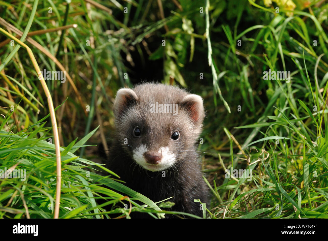 Europäischen Iltis Kätzchen (Mustela putorius) im Gras, West Country Wildlife Fotografie, Captive, Juli. Stockfoto