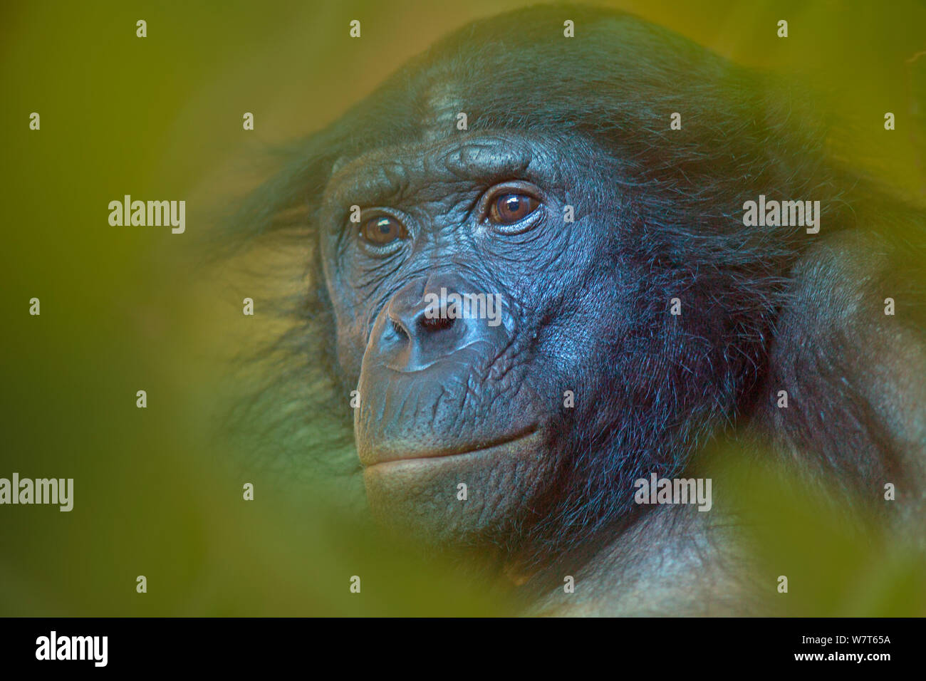 Bonobo (Pan paniscus) unverlierbaren, Porträt, beheimatet im Kongobecken. Blätter digital aufgenommen. Stockfoto