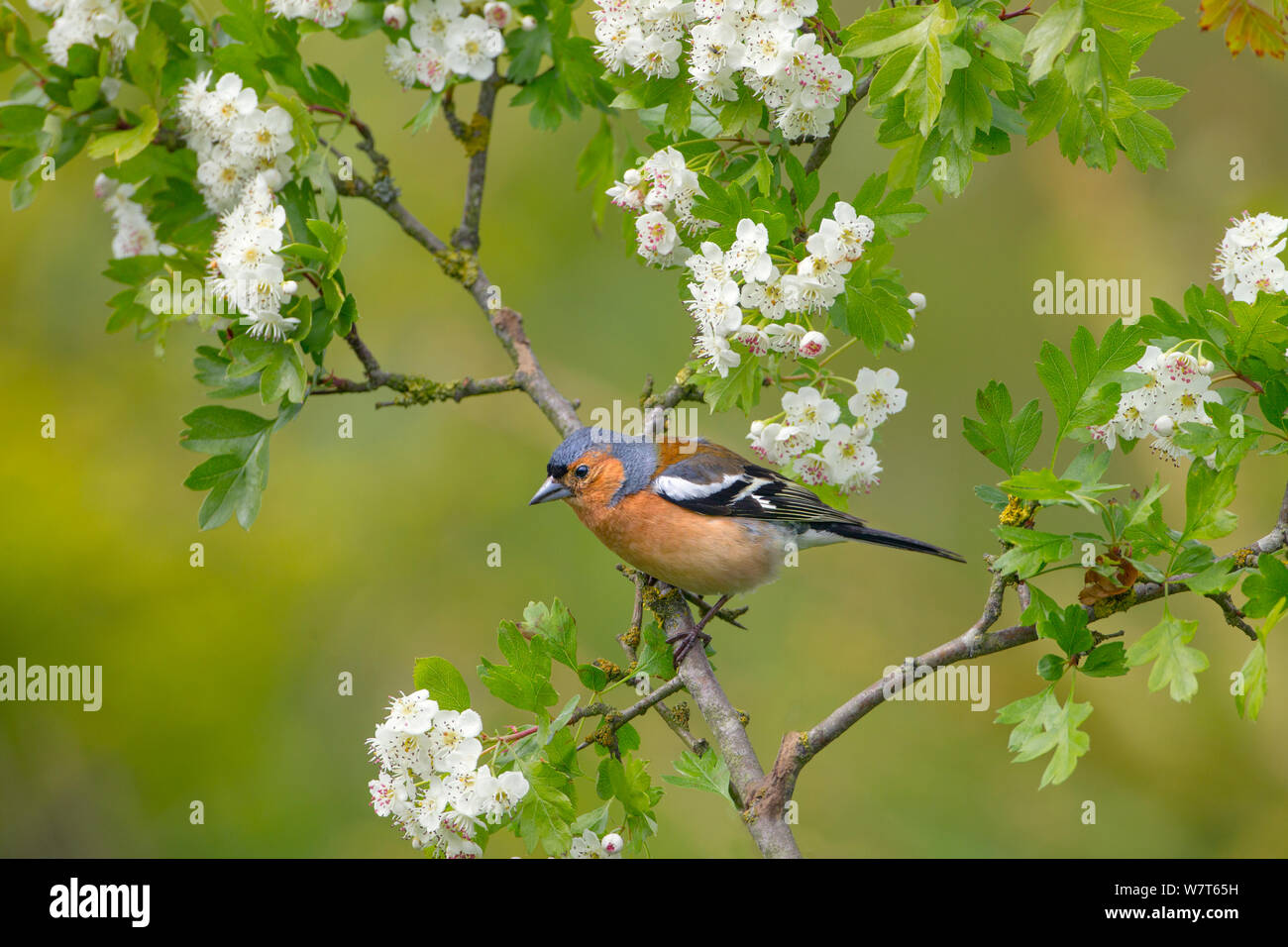 Buchfink (Fringilla coelebs) männlichen auf weißdorn Blüten, England, UK, Juni. Stockfoto