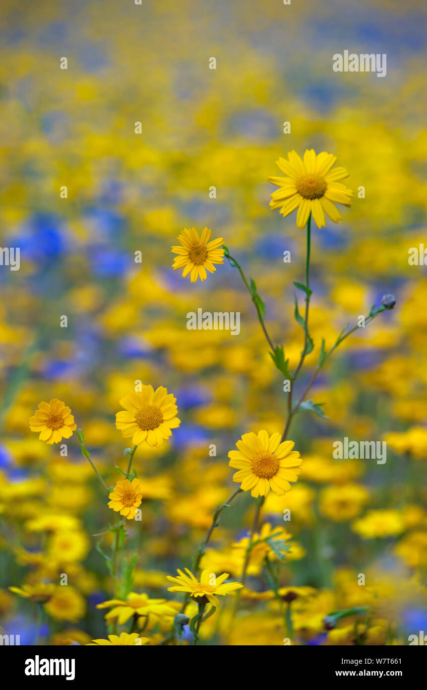 Mais-Ringelblume (Chrysanthemum Segetum) und Kornblumen (Centaurea) in Blüte, Juli, England, UK. Stockfoto