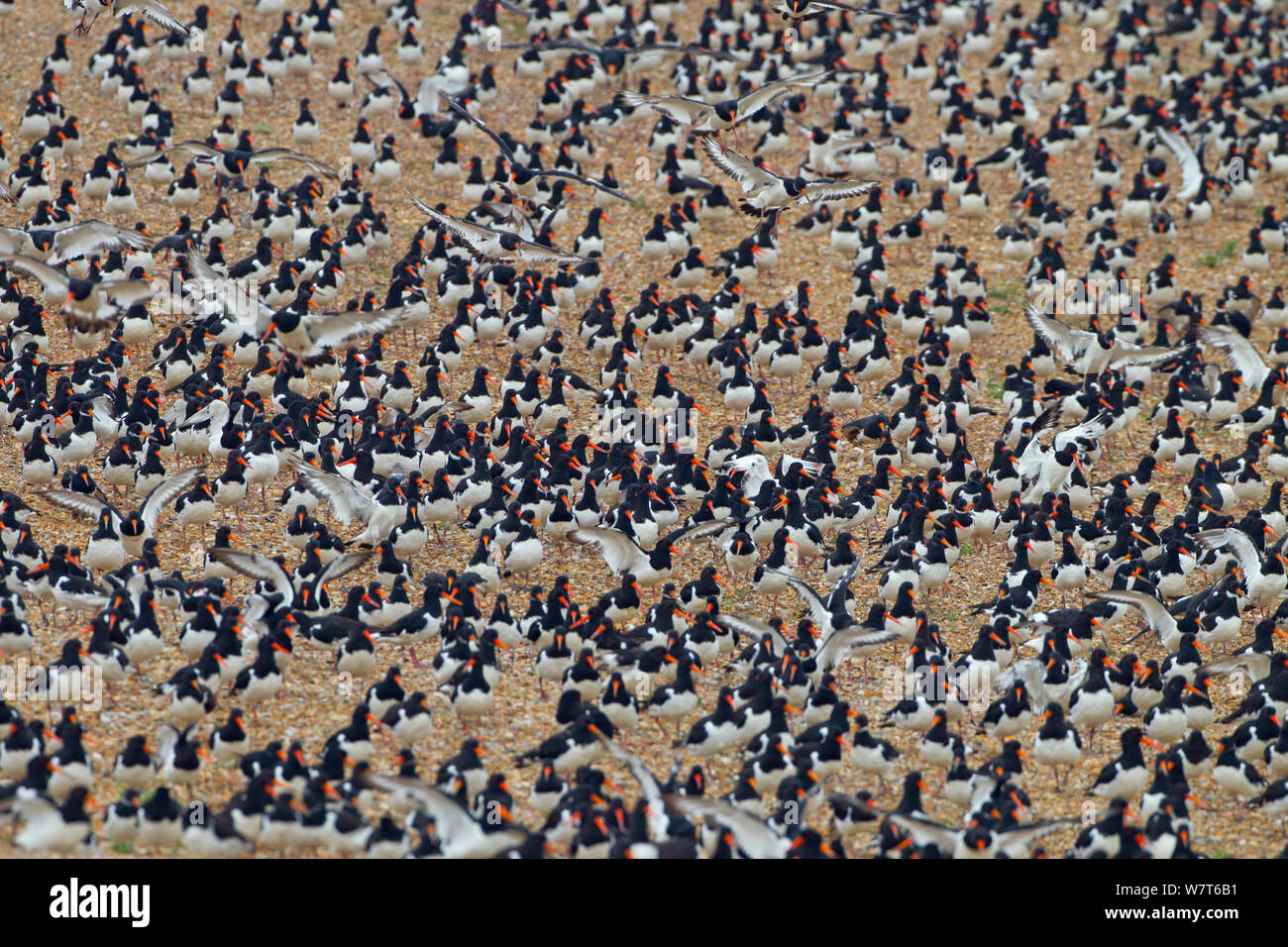 Austernfischer (Haematopus ostralegus) Herde bei Flut roost bei RSPB Lyng, Norfolk, England, UK, August Stockfoto