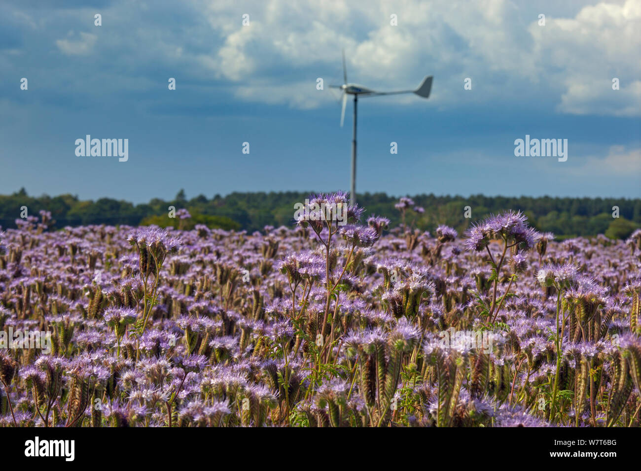 Lacy phacelias (Phacelia tanacetifolia) in Blüte und kleine Windenergieanlage, Bodham, Norfolk, England, UK, Juni Stockfoto