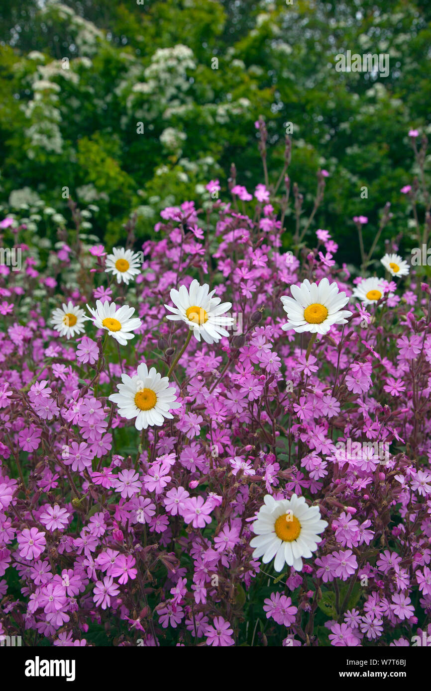 Rote Campion (Silene Dioica) und Oxeye Daises (Leucanthemum Vulgare) am Feldrand, Norfolk, UK, Juni. Stockfoto