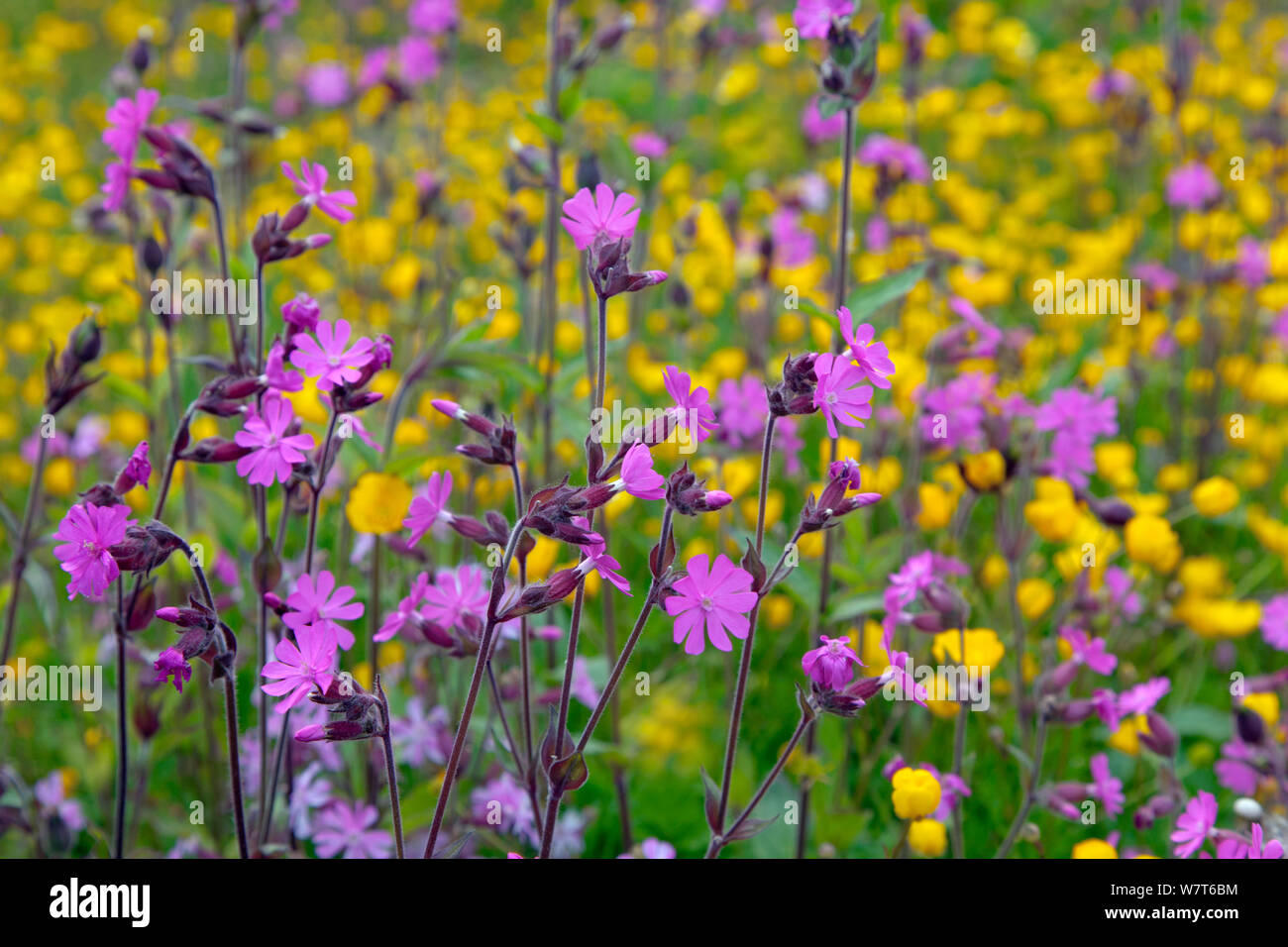 Red Campion (Silene dioica) und Ranunkeln (Ranunculus acris) im Feld "Marge, Norfolk, Großbritannien, Juni. Stockfoto