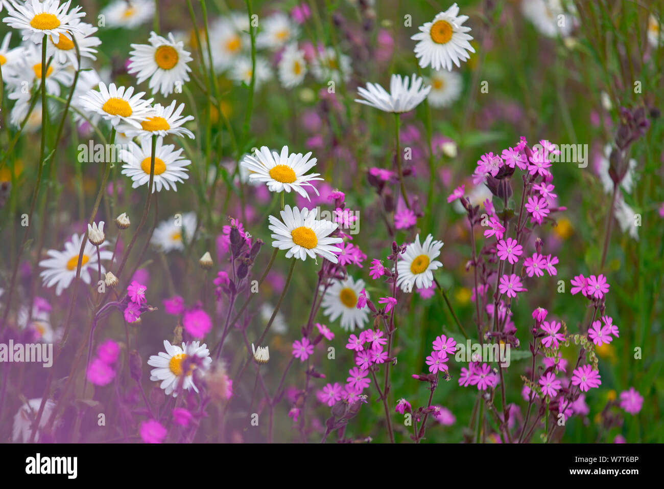 Rote Campion (Silene Dioica) und Oxeye Daises (Leucanthemum Vulgare) am Feldrand, Norfolk, UK, Juni. Stockfoto