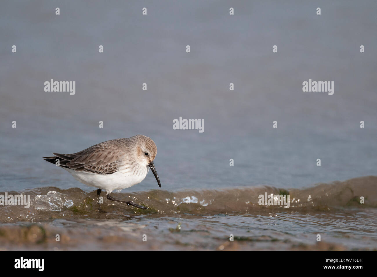 Strandläufer (Calidris alpina) Stillen im Wasser, Norfolk, England, Großbritannien, Februar. Stockfoto