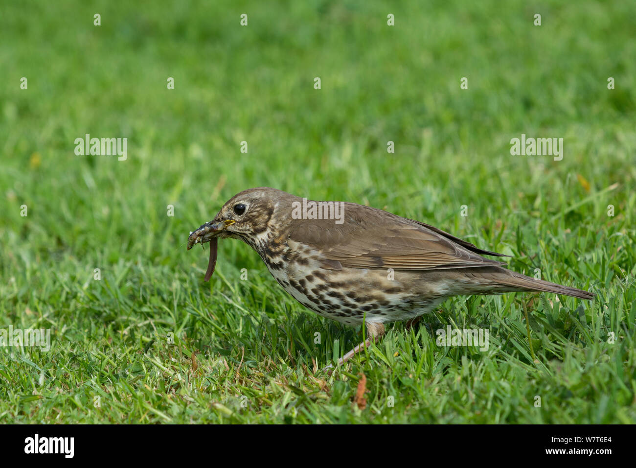 Singdrossel (Turdus philomelos) mit Schnabel voller Würmer, Iona, Innere Hebriden, Schottland, UK, Mai. Stockfoto